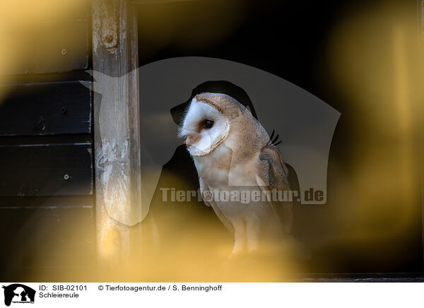 Schleiereule / barn owl / SIB-02101