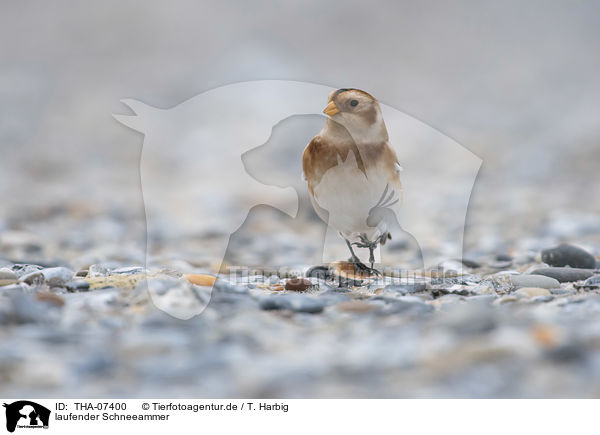 laufender Schneeammer / walking Snow Bunting / THA-07400