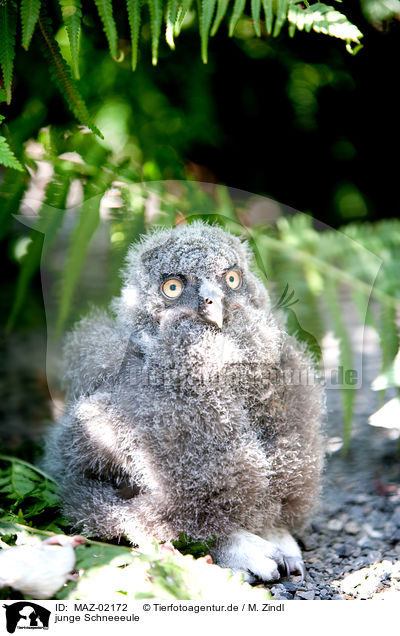 junge Schneeeule / young arctic owl / MAZ-02172