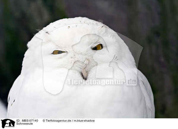 Schneeeule / Arctic owl / MBS-07140