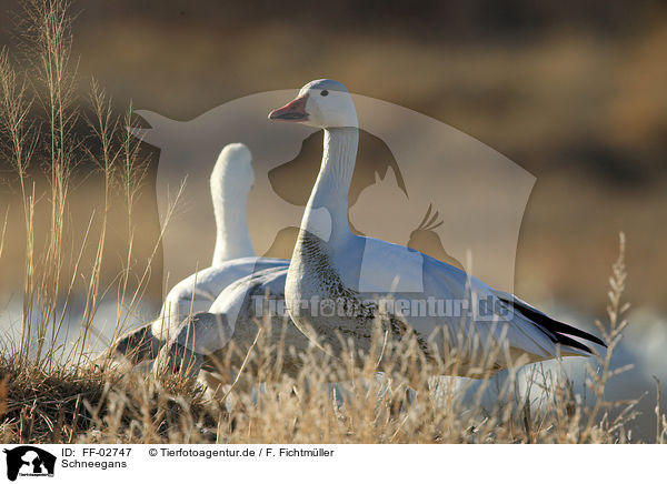 Schneegans / snow goose / FF-02747