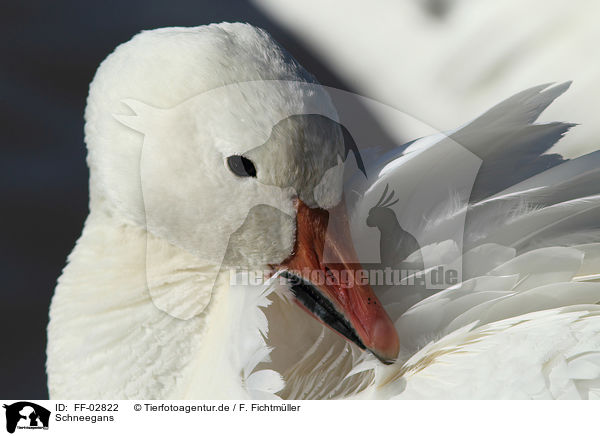 Schneegans / snow goose / FF-02822
