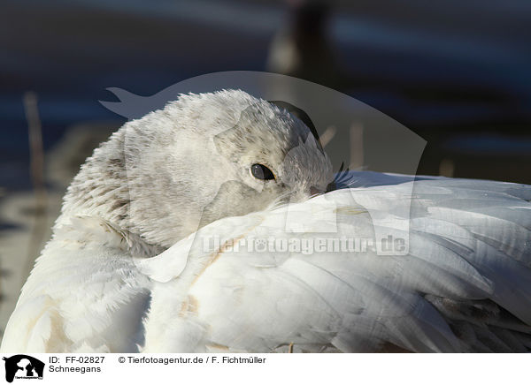 Schneegans / snow goose / FF-02827
