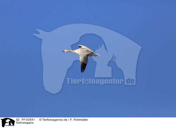 Schneegans / snow goose / FF-03541