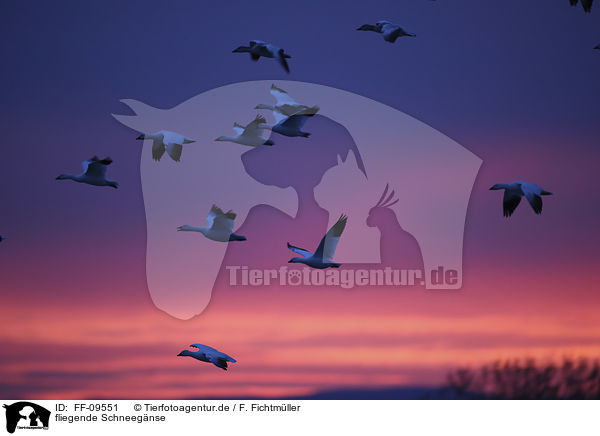 fliegende Schneegnse / flying Snow Geese / FF-09551