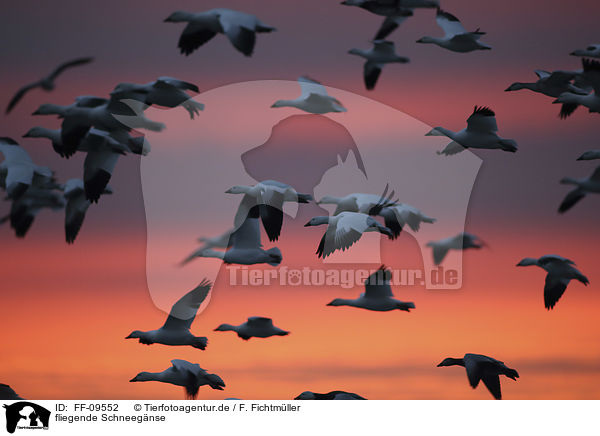 fliegende Schneegnse / flying Snow Geese / FF-09552