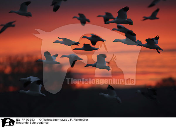 fliegende Schneegnse / flying Snow Geese / FF-09553