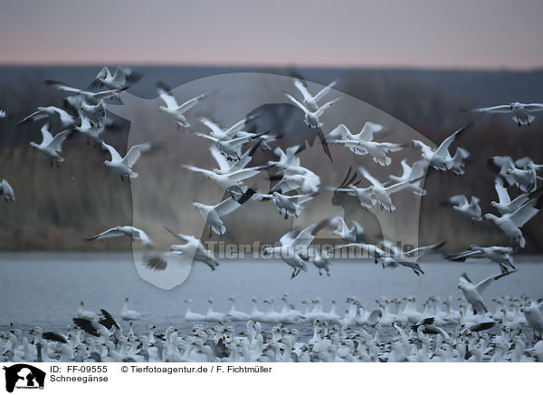 Schneegnse / Snow Geese / FF-09555