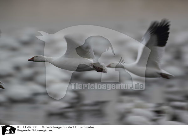 fliegende Schneegnse / flying Snow Geese / FF-09560