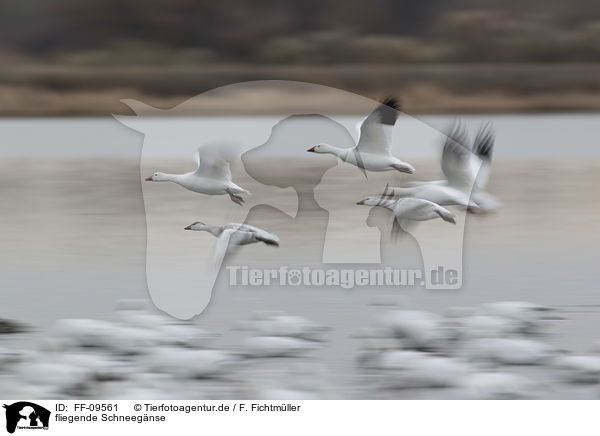 fliegende Schneegnse / flying Snow Geese / FF-09561