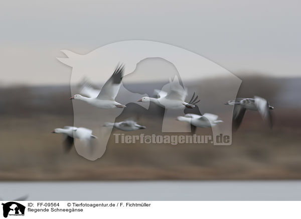 fliegende Schneegnse / flying Snow Geese / FF-09564
