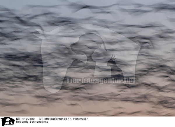 fliegende Schneegnse / flying Snow Geese / FF-09580