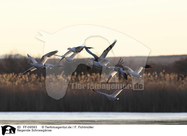 fliegende Schneegnse / flying Snow Geese / FF-09583