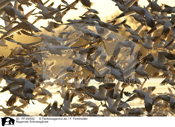 fliegende Schneegnse / flying Snow Geese / FF-09592