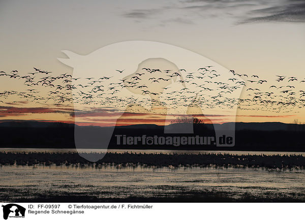 fliegende Schneegnse / flying Snow Geese / FF-09597