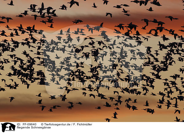 fliegende Schneegnse / flying Snow Geese / FF-09640