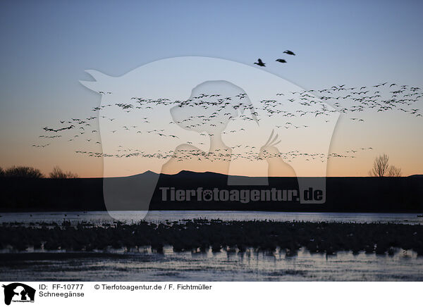 Schneegnse / snow geese / FF-10777