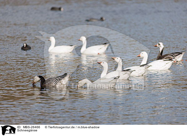 Schneegnse / snow geese / MBS-26466