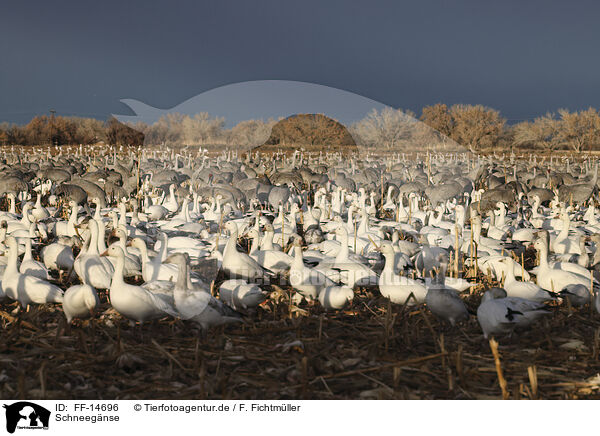 Schneegnse / snow geese / FF-14696