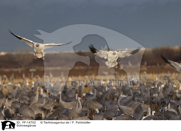 Schneegnse / snow geese / FF-14702