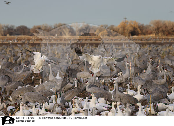 Schneegnse / snow geese / FF-14707