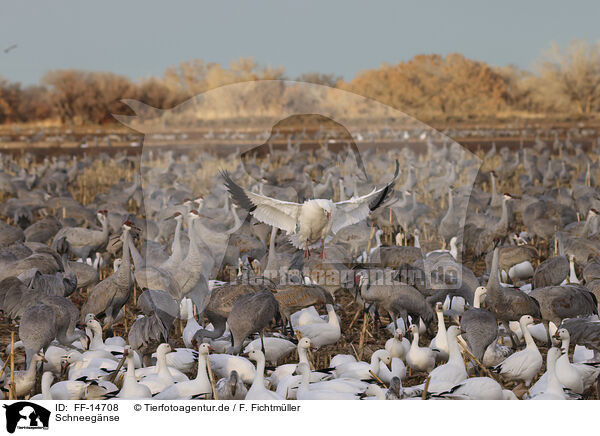 Schneegnse / snow geese / FF-14708