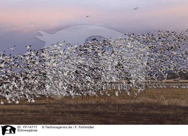 Schneegnse / snow geese / FF-14717