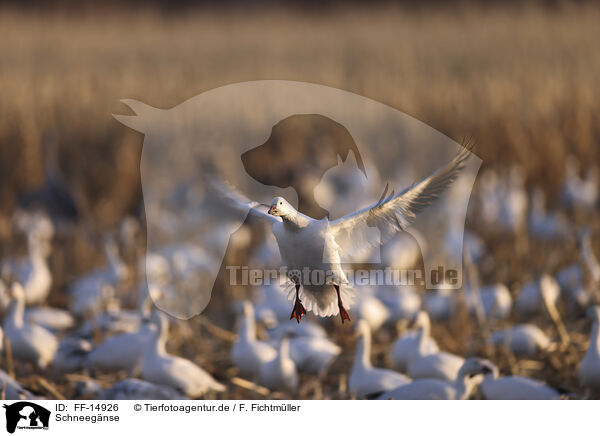 Schneegnse / FF-14926