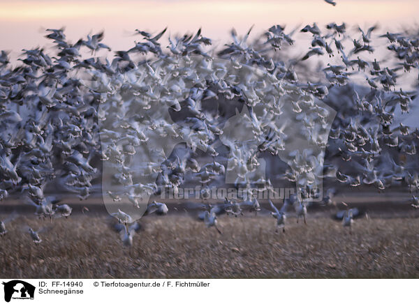 Schneegnse / snow geese / FF-14940