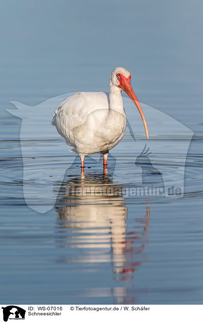 Schneesichler / American white ibis / WS-07016