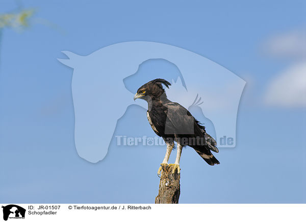 Schopfadler / long crested eagle / JR-01507