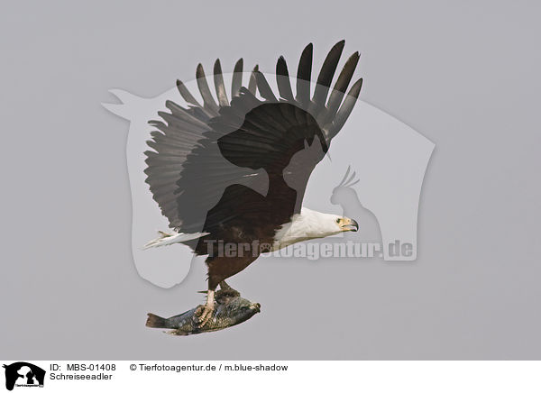 Schreiseeadler / African fish eagle / MBS-01408