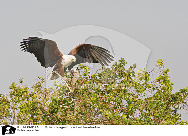 Schreiseeadler / African fish eagle / MBS-01410