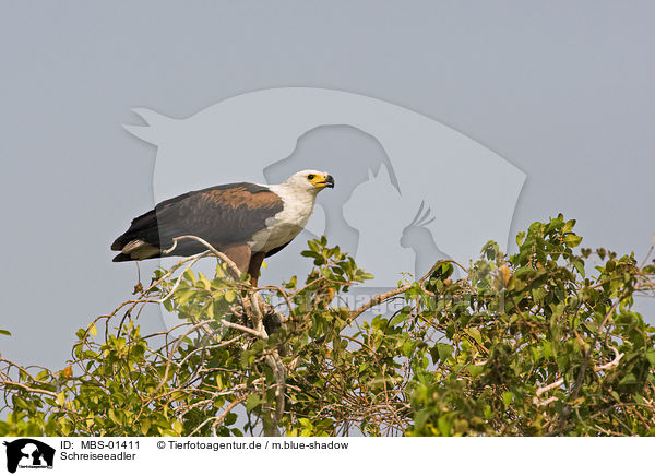Schreiseeadler / African fish eagle / MBS-01411