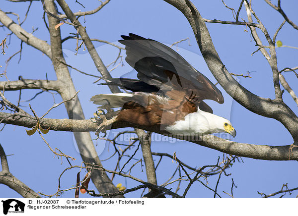 fliegender Schreiseeadler / flying African fish eagle / HJ-02087
