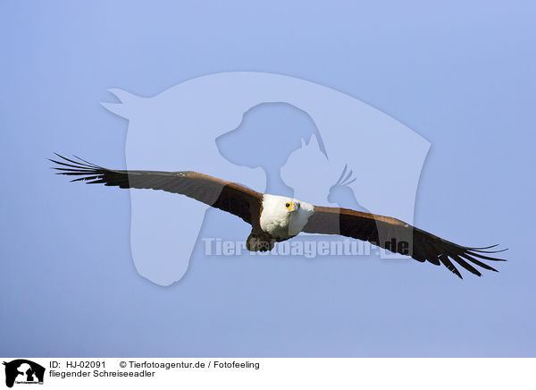 fliegender Schreiseeadler / flying African fish eagle / HJ-02091