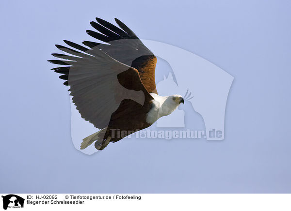 fliegender Schreiseeadler / flying African fish eagle / HJ-02092
