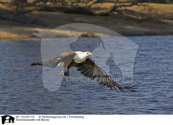 Schreiseeadler mit Beute / African fish eagle with fish / HJ-02110