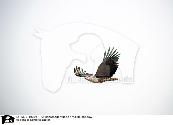 fliegender Schreiseeadler / flying African Fish Eagle / MBS-19376