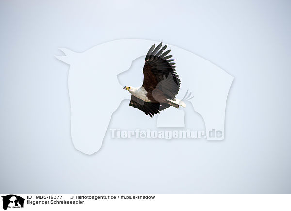 fliegender Schreiseeadler / flying African Fish Eagle / MBS-19377