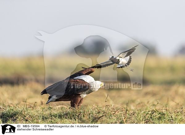 stehender Schreiseeadler / MBS-19584