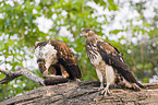 Schreiseeadler mit Beute