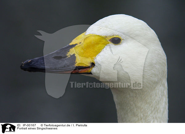 Portrait eines Singschwanes / portrait of a swan / IP-00167