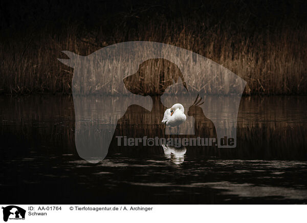 Schwan / mute swan / AA-01764