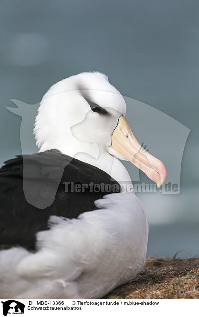 Schwarzbrauenalbatros / black-browed albatross / MBS-13366