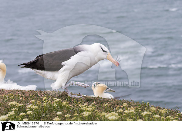 Schwarzbrauenalbatros / black-browed albatross / MBS-13376