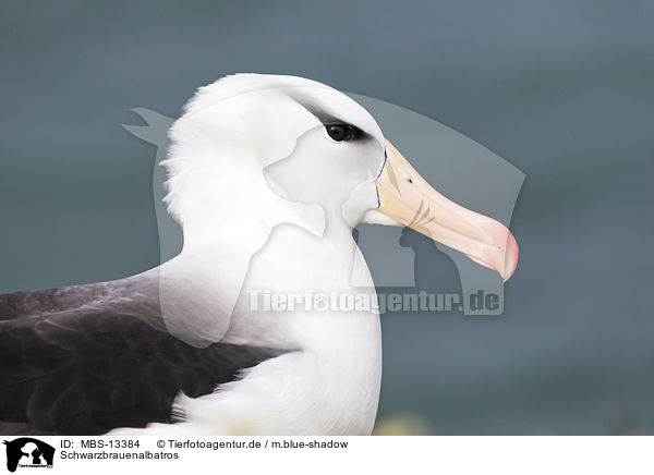 Schwarzbrauenalbatros / black-browed albatross / MBS-13384