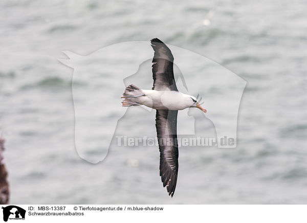 Schwarzbrauenalbatros / black-browed albatross / MBS-13387