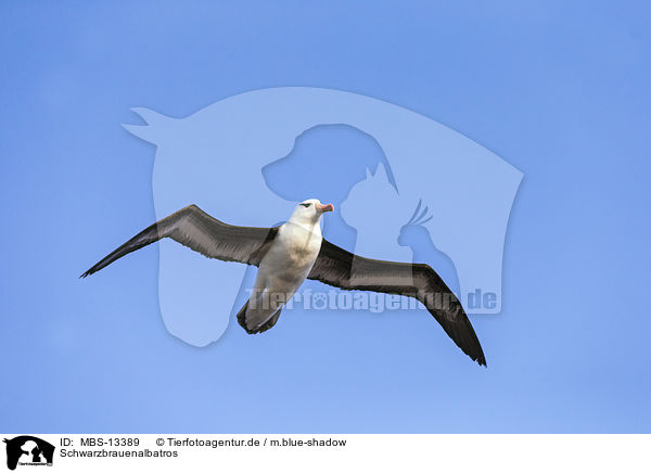 Schwarzbrauenalbatros / black-browed albatross / MBS-13389