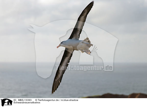 Schwarzbrauenalbatros / black-browed albatross / MBS-13393